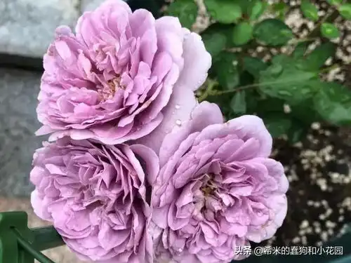 盘点11款仙气十足的蓝色蓝紫系月季,有一款正是你朝思暮想