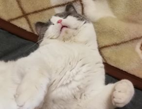 治愈系猫咪vs致郁系猫咪,每种喵星人都有被喜爱的理由