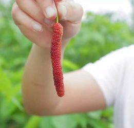 380亩桑果成熟啦,捉鸡捉鹅摘番茄,仲有特色泥煨鸡,go
