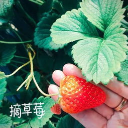 周末干啥又是一年草莓季,京郊采摘草莓好去处