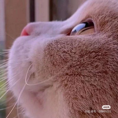 猫猫情头