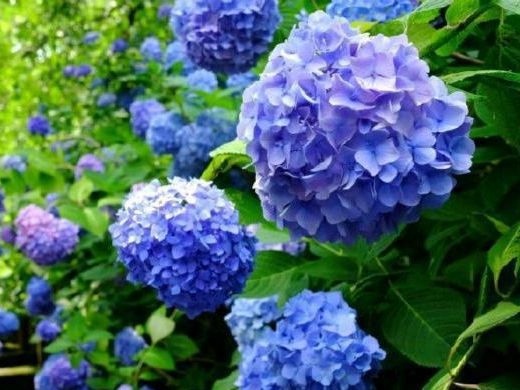 司凤为璇玑种的蓝色八仙花,现实你也能养,开花仙气十足,太美了