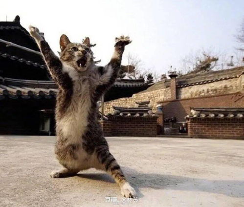 猫妈我打架jiojio劈叉了,怎么办
