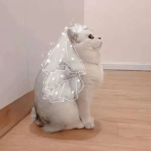 超好看的情侣头像