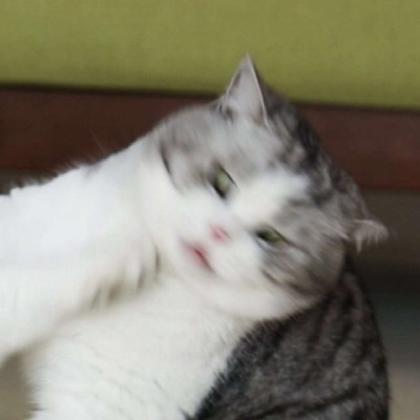 猫系女友头像动漫任性
