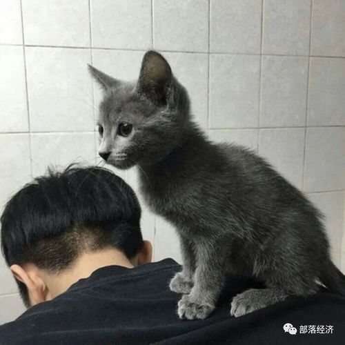 自然商业智慧之企业管理与信任