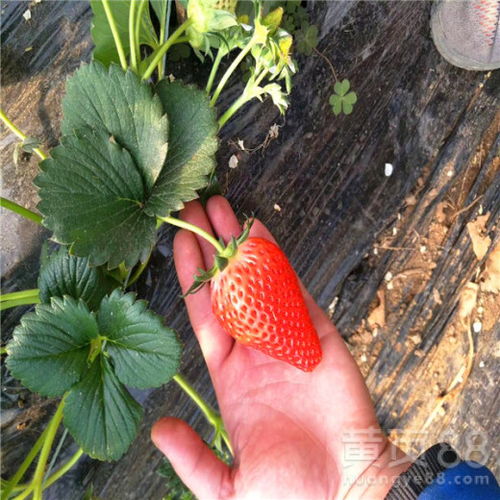 发展种植全明星草莓苗收入可观全明星草莓苗2018年新报价-黄页88网