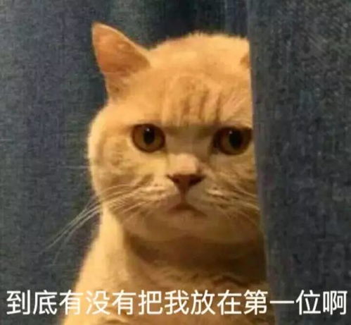 养猫就像交了个女朋友,不信你试试