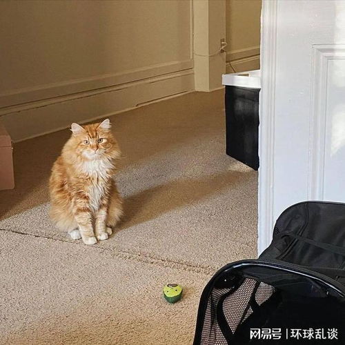 害羞小猫胆小到不敢下床,热情大猫彻底改变他