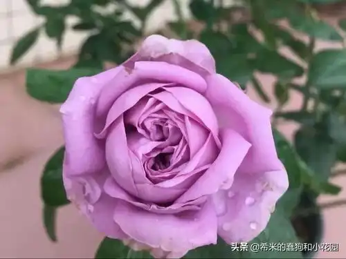 盘点11款仙气十足的蓝色蓝紫系月季,有一款正是你朝思暮想
