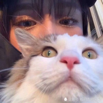 猫系女友头像动漫可用性