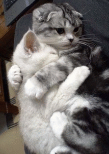 求带着猫耳的女生真人头像