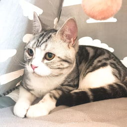 撸猫好去处这家少女心炸裂的猫屋把你萌翻只需要一个眼神