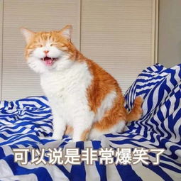 自从养了猫,从此再也不愁没表情包了