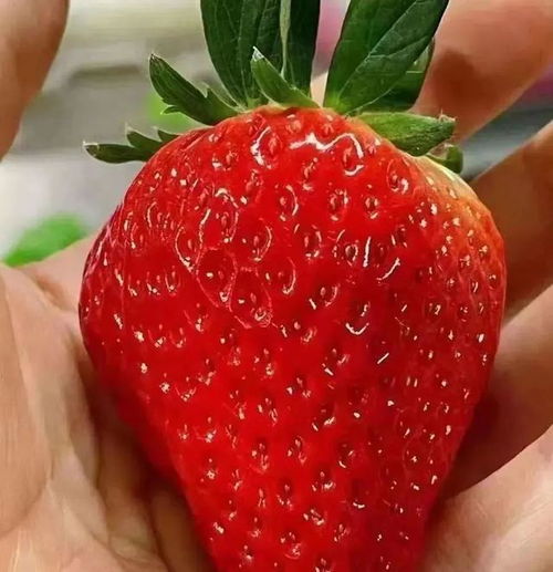 草莓季回归有甜又有颜,周末走起