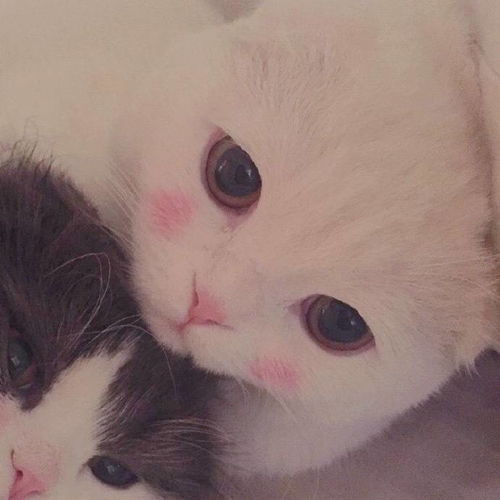 微信图片20171012154823猫咪喵咪