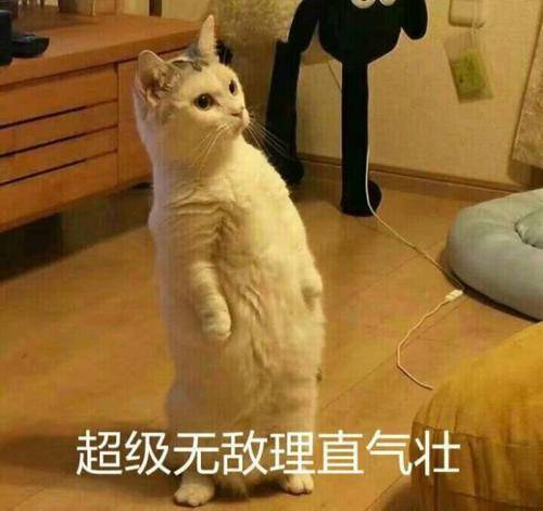 猫系女友vs犬系女友,你更pick哪一个