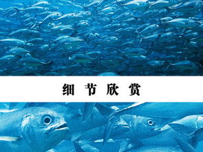 清新梦幻蓝色海底世界鱼群风景卫浴背景墙图片设计素材高清模板下载22.99mb卫浴主题背景墙大全