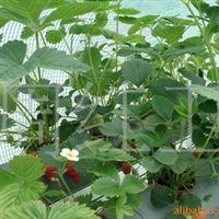 泰安市红卫草莓专业合作社信息尽在农苗网第3页