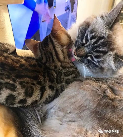 当害羞猫遇上热情猫,画风整个变得有爱起来