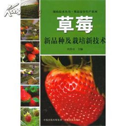 草莓高效技术,草莓施肥技术