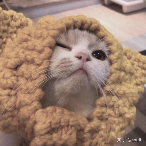 猫系头像一男一女口红