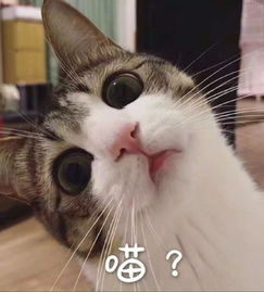 测试猫系女孩才是真实的天蝎girl啊
