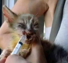 一直惨遭毁容的流浪猫终于遇到了生命里的天使