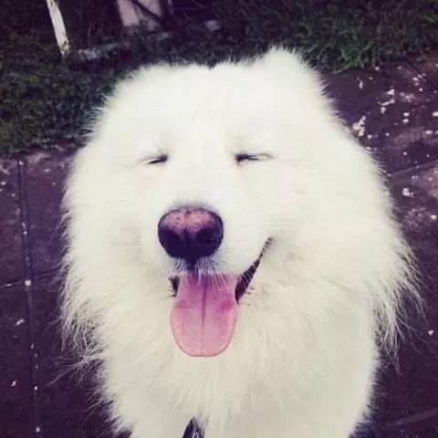 男生头像犬系男孩