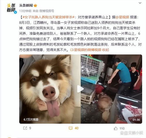 女子托熟人养狗当天被卖掉宰杀放了5分钟血,对方承诺养果山上