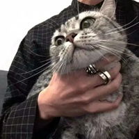 猫系头像一男一女两只