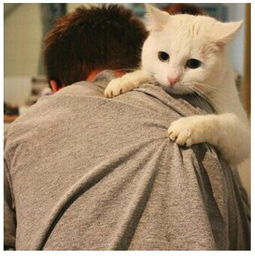 如何预防猫鼻支猫咪吃什么增强免疫