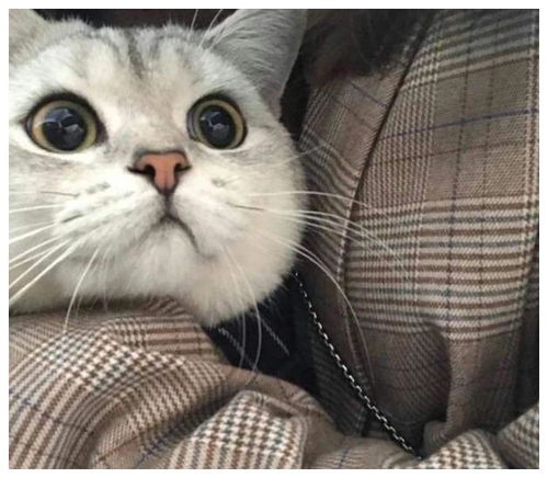 猫咪对你做这6个动作,说明爱到你不行,好好享受吧
