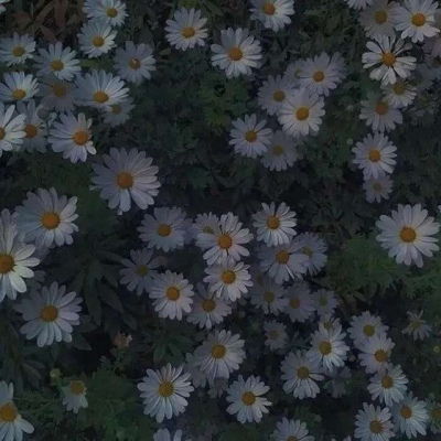 治愈系风景头像ins高级质感头像集