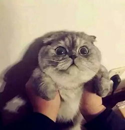 猫系真人男头像张水彩