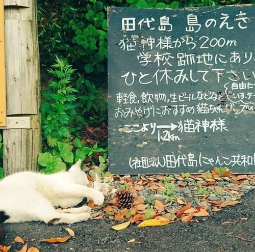 跟鹿有关系的头像猫岛