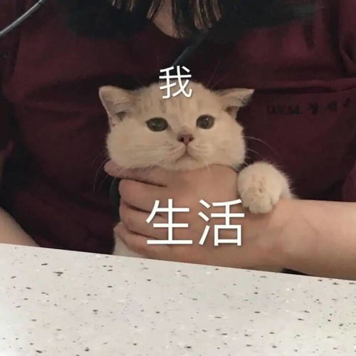 猫猫表情包你当我小猫咪不会发怒
