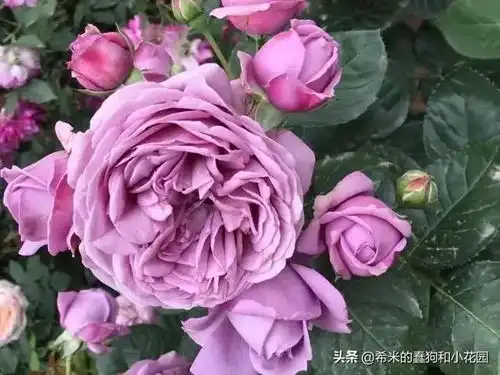 盘点11款仙气十足的蓝色蓝紫系月季,有一款正是你朝思暮想