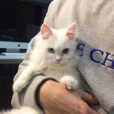 有没有一男一女抱着猫猫的情侣头像