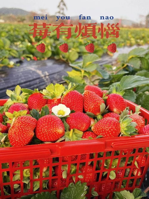 草莓圣女果,是佛山冬日田地最甜蜜的味道