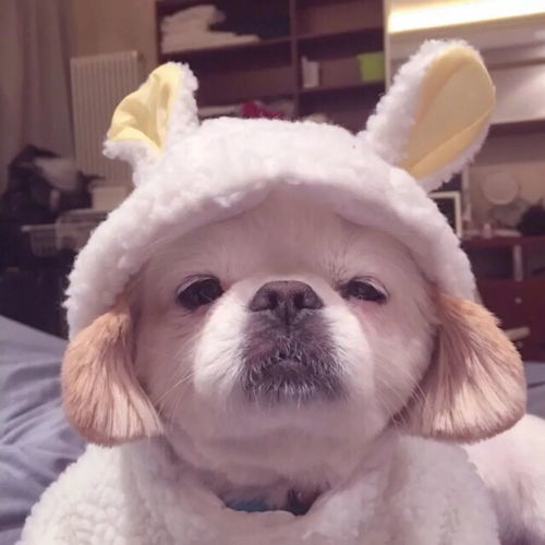 高清美图壁纸卡通萌宠