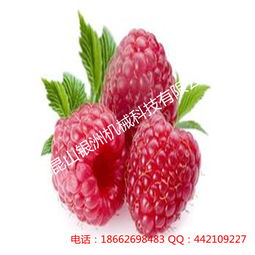 草莓加工设备树莓汁生产线蓝莓酱浓缩设备