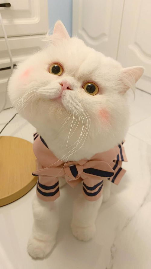 治愈系壁纸超可爱的芳心纵火犯猫咪头像来了