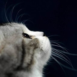 嘘,别吵,我是一只害羞的小猫
