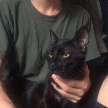 男生头像猫系
