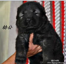 马鞍山肉狗养殖场马鞍山肉狗价格大众肉狗苗供应商-济宁黄页88网