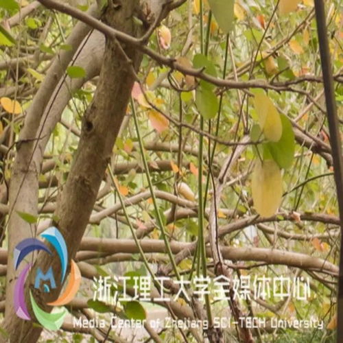 浙理植物不惧严寒把根留住