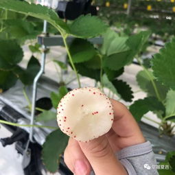 在韩国草莓大赛上拿到了金奖的草莓你吃过吗