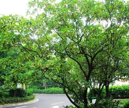 庭院景观创意中有哪些风水讲究呢值得收藏