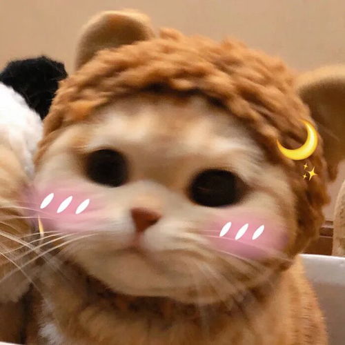 头像君超级无敌可爱的猫咪cp情头